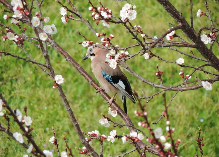 Rosmarino Frühstückspension Celle Ligure