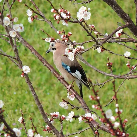 Rosmarino فندق مبيت وإفطار سيلي ليجور